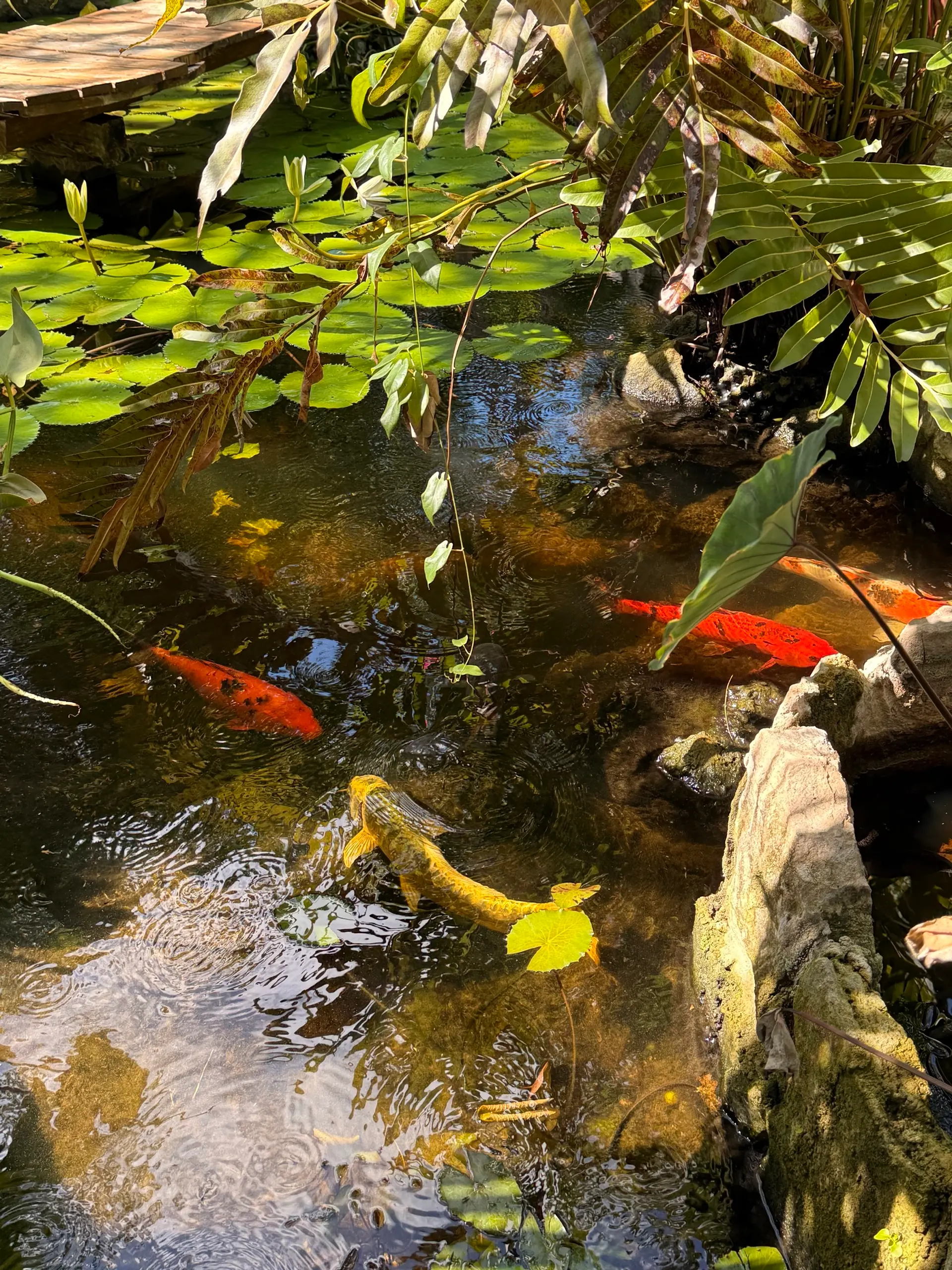 Peces naranjas nadando entre las hojas del estanque