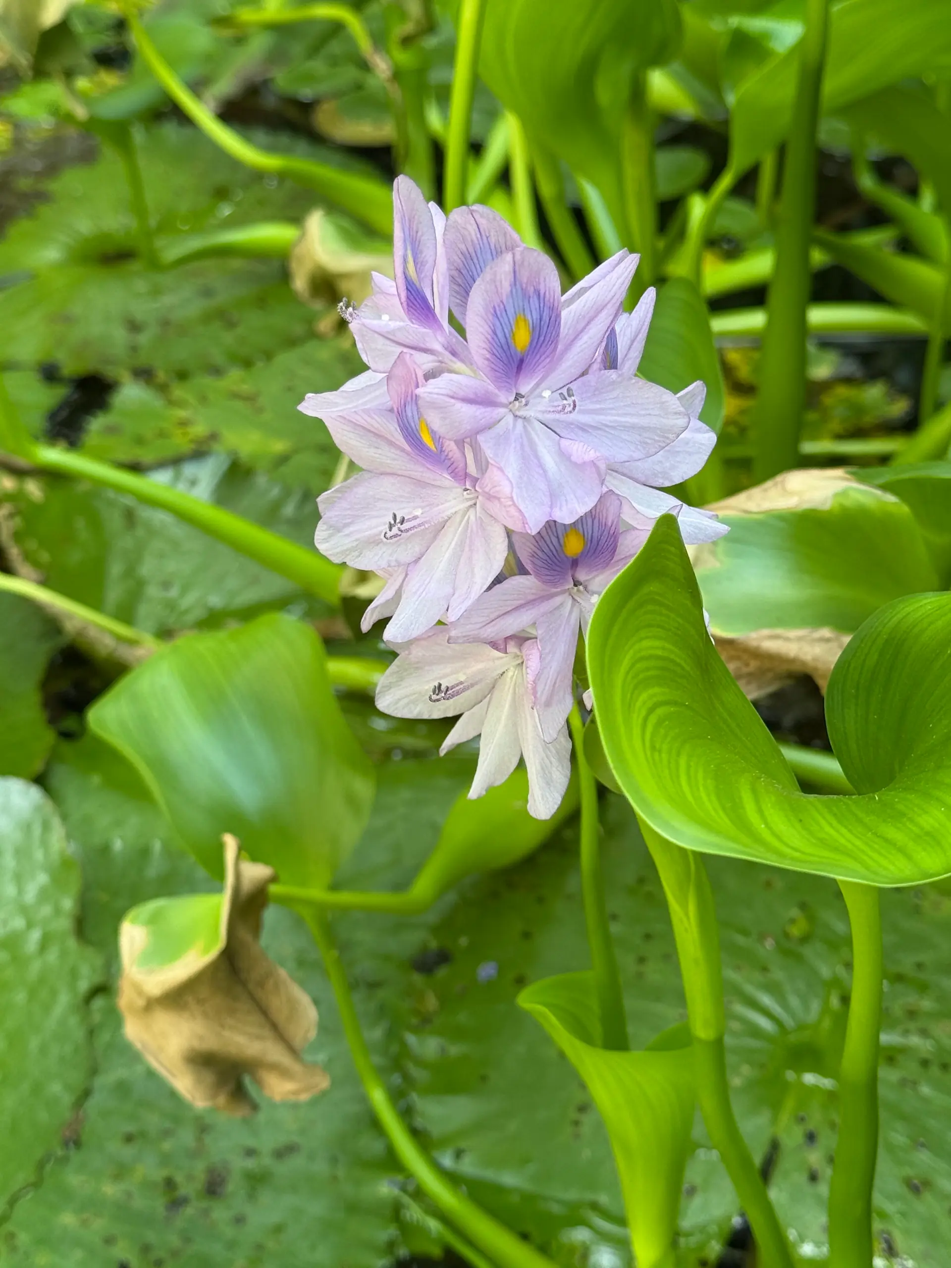 Flor de agua abierta entre las hojas verdes del estanque