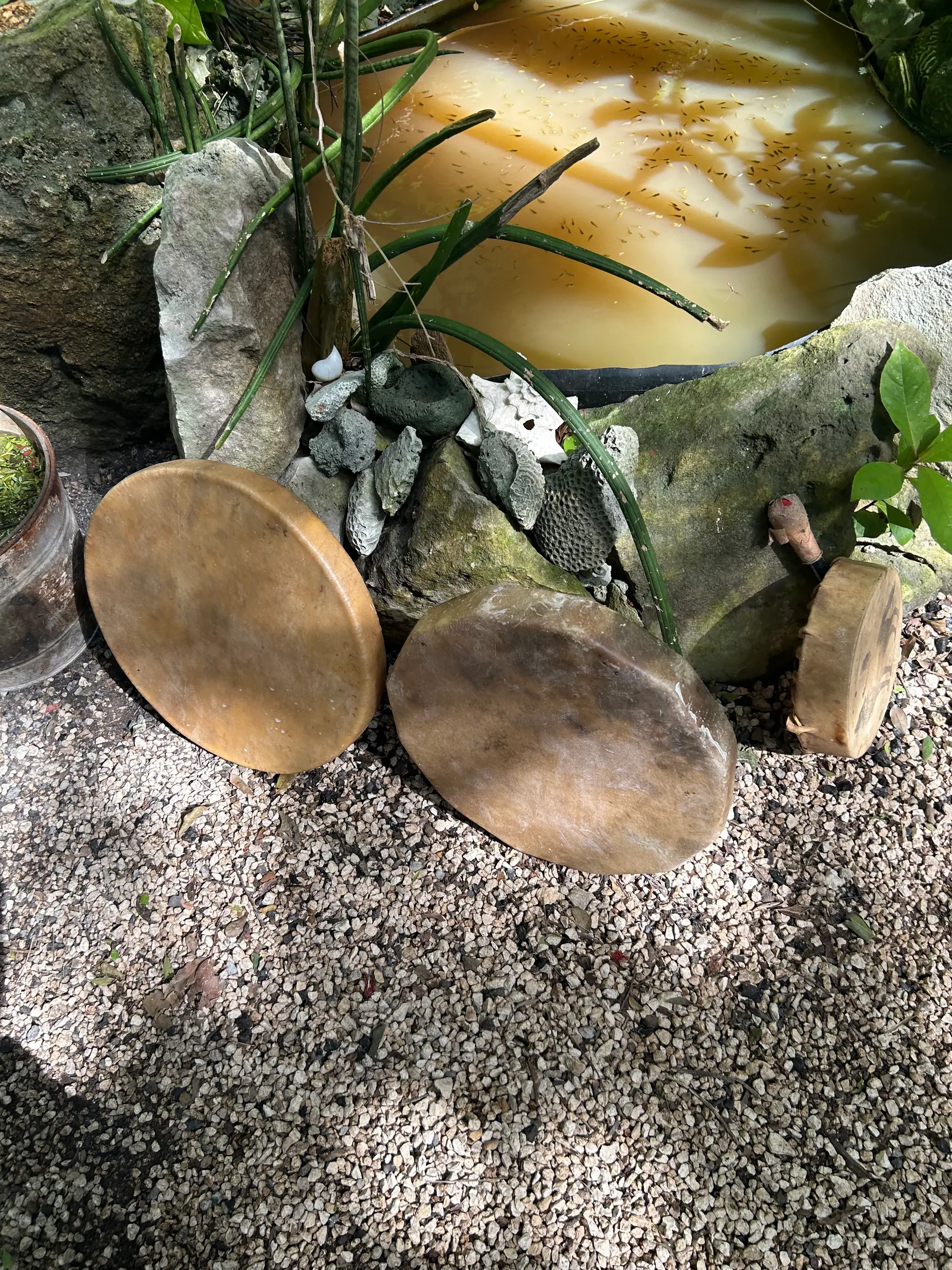Maya skin drums on the gravel, next to white flowers